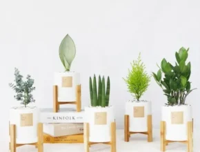 특가 공기정화식물 최고 인기 제품