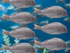 특가  국내산 반건조 참돔 300g7마리 품질 가격 최고 제품