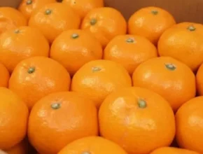 핫딜 귤5kg 베스트셀러