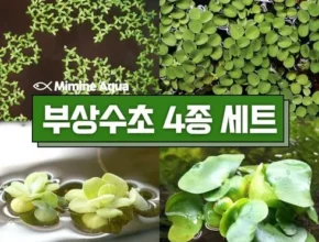 요즘 핫한 부상수초 TOP 제품
