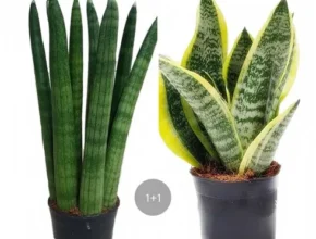 내돈내산 산세베리아 베스트 추천 제품