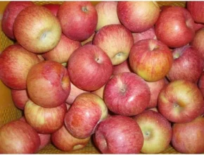 특가 씻어나온 충주 보조개사과 6kg 만족도 최고 제품