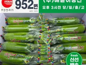 내돈내산 애호박 핫 아이템