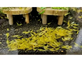 특가 어항새우 품질 가격 최고 제품