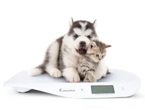 특가 오아아기체중계 BEST 제품