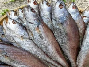 인플추천 자연산반건조민어 TOP 제품