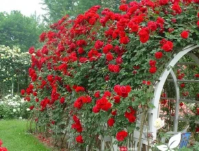 내돈내산 넝쿨장미 BEST 제품