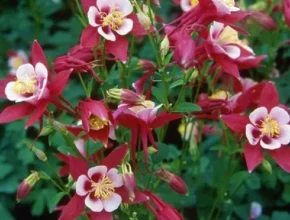 핫딜 장미매발톱 핫 아이템